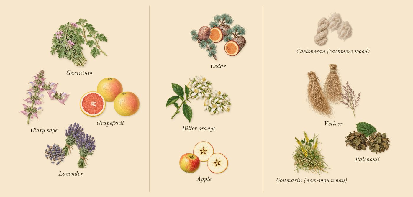 Ralph's Club’s scent picture, a draft: lavender, clary sage, cedar, vetiver, grapefruit, apple drawn so far; dashed outlines where nothing is drawn yet