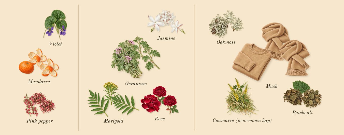 Romance’s scent picture, a draft: mandarin, pink pepper, violet, rose, jasmine, marigold drawn so far; dashed outlines where nothing is drawn yet
