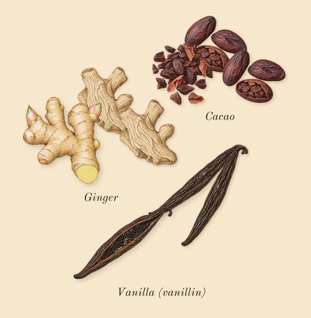 Rare, heart: Vanilla (vanillin), Ginger, Cacao