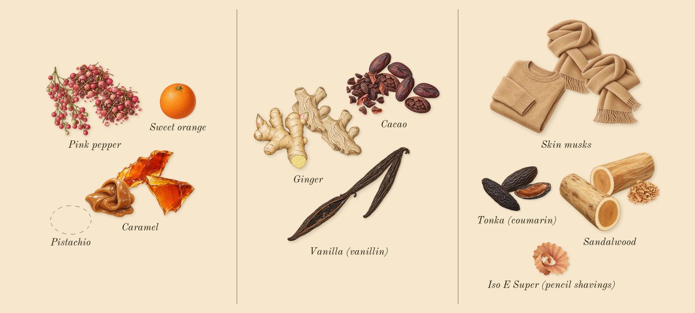 Rare’s scent picture, a draft: caramel, pink pepper, vanilla (vanillin), ginger, cacao, sandalwood drawn so far; dashed outlines where nothing is drawn yet