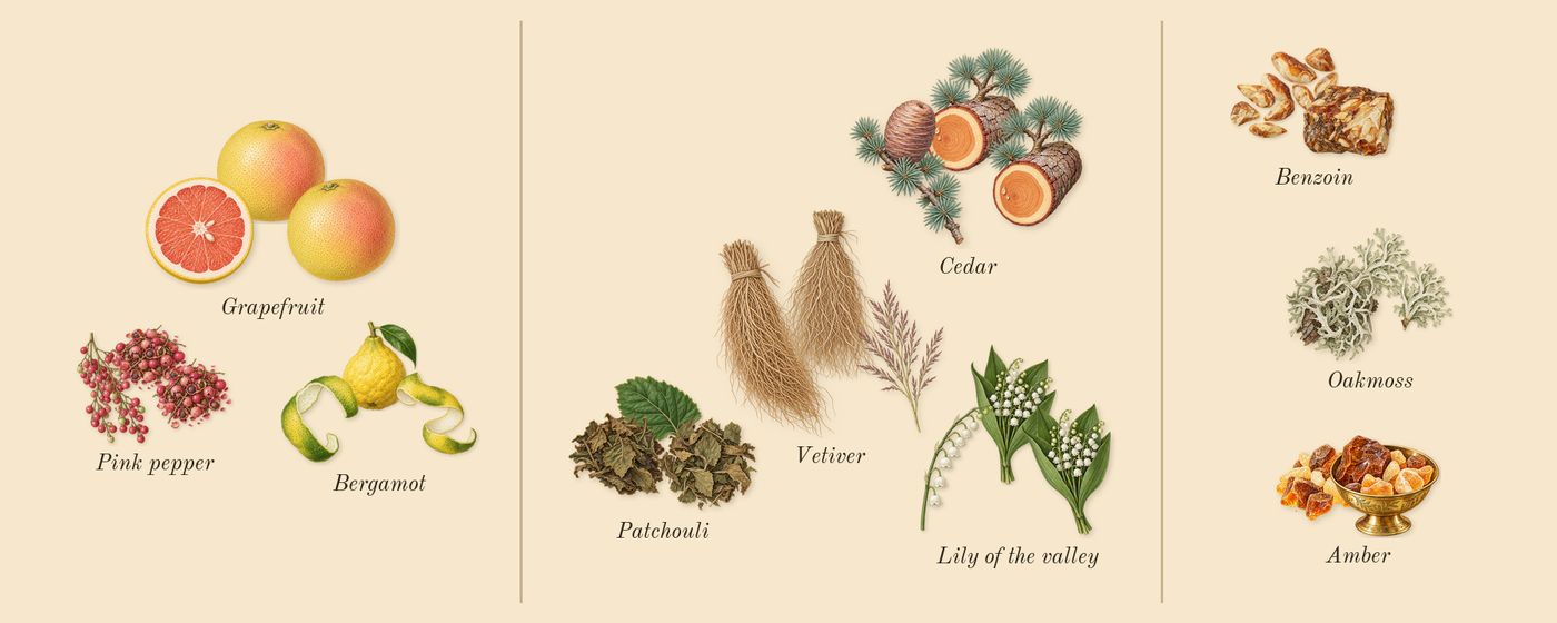 Fattan Pour Homme’s scent picture, a draft: grapefruit, pink pepper, bergamot, cedar, vetiver, patchouli drawn so far; dashed outlines where nothing is drawn yet
