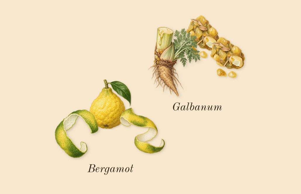 Hawas Atlantis, top notes: Bergamot, Galbanum