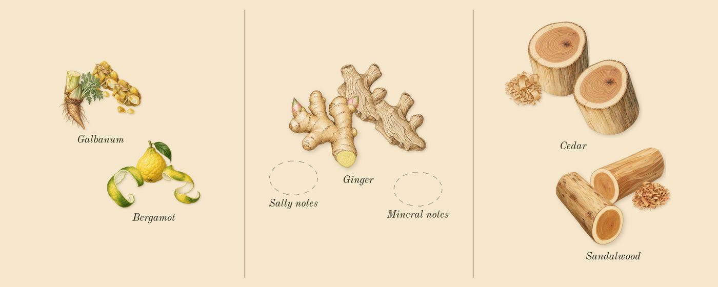 Hawas Atlantis’s scent picture, a draft: bergamot, ginger, sandalwood, cedar drawn so far; dashed outlines where nothing is drawn yet