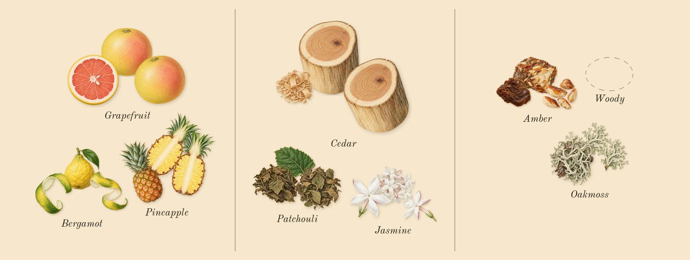 Hawas Black’s scent picture, a draft: pineapple, grapefruit, bergamot, cedar, patchouli, jasmine drawn so far; dashed outlines where nothing is drawn yet