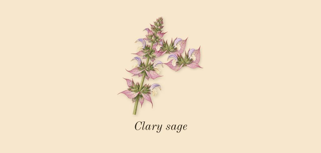 Hawas Fire, top notes: Clary sage