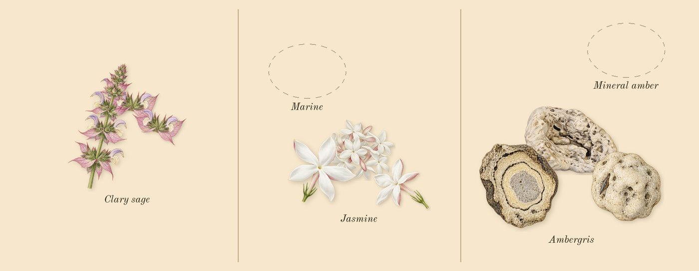 Hawas Fire’s scent picture, a draft: clary sage, jasmine, ambergris drawn so far; dashed outlines where nothing is drawn yet