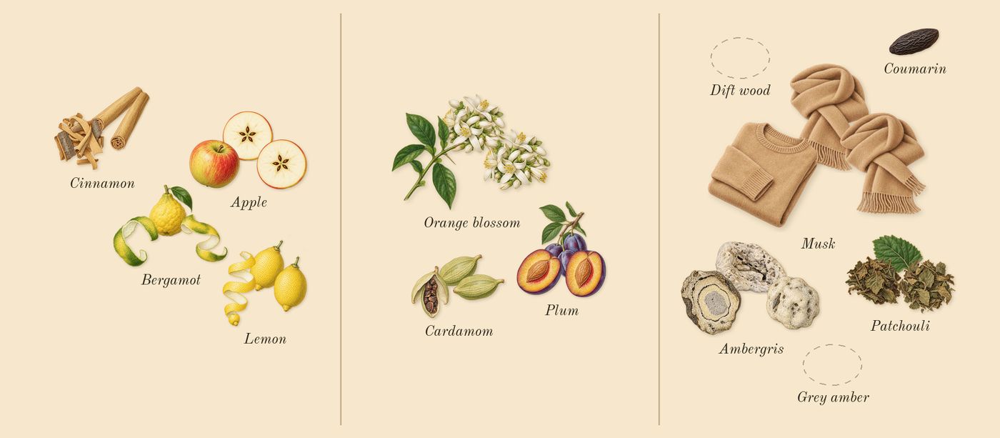 Hawas For Him’s scent picture, a draft: apple, bergamot, lemon, cinnamon, orange blossom, cardamom drawn so far; dashed outlines where nothing is drawn yet