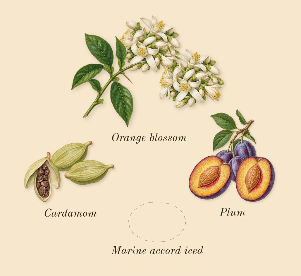Hawas Ice, heart: Orange blossom, Marine accord iced, Plum, Cardamom