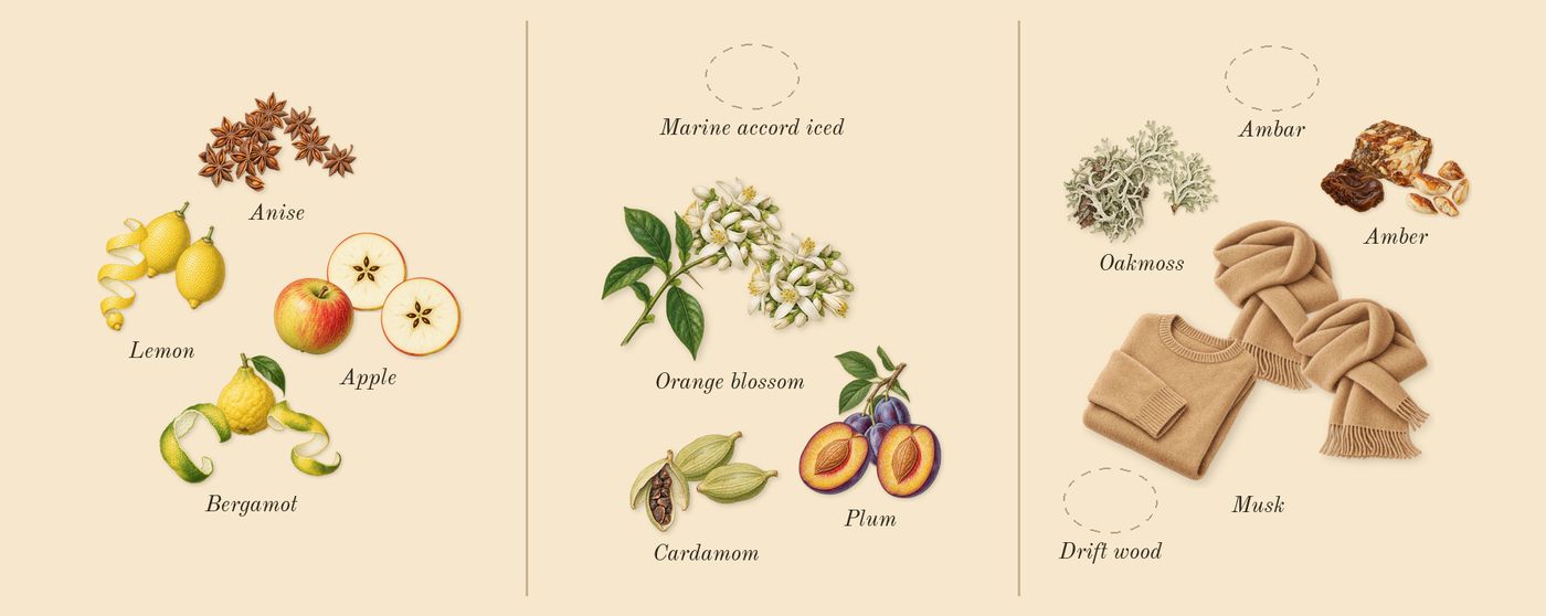 Hawas Ice’s scent picture, a draft: apple, bergamot, lemon, anise, orange blossom, plum drawn so far; dashed outlines where nothing is drawn yet
