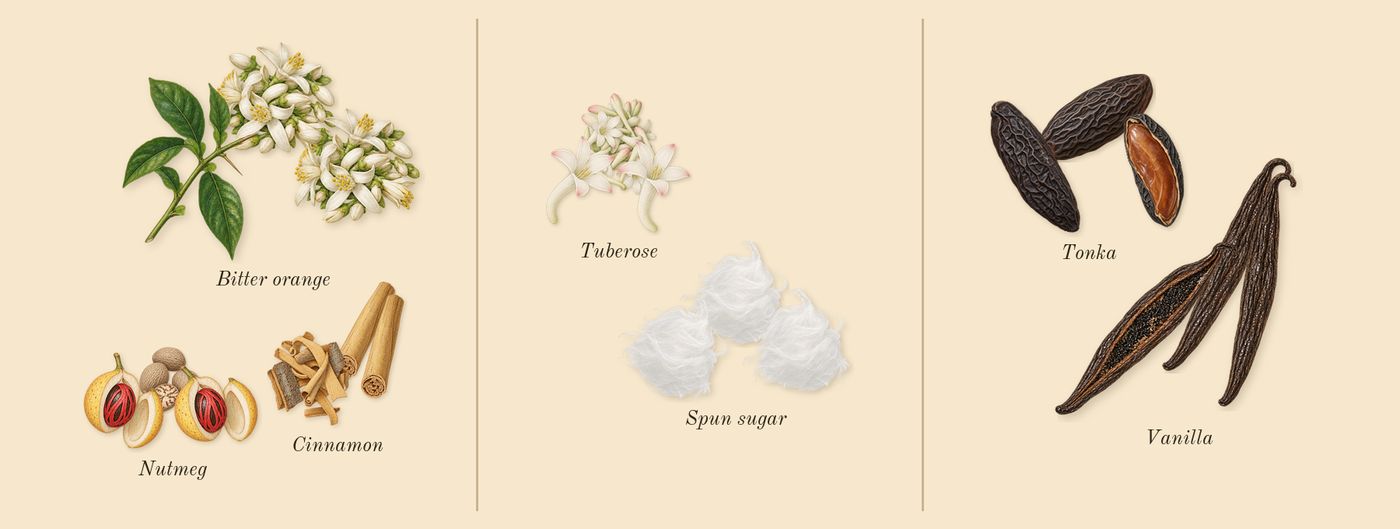Hawas Pink’s scent picture, a draft: bitter orange, cinnamon, nutmeg, tuberose, spun sugar, vanilla drawn so far; dashed outlines where nothing is drawn yet