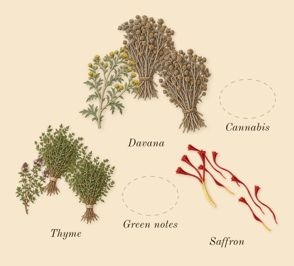 Hawas Viper, top notes: Cannabis, Davana, Saffron, Thyme