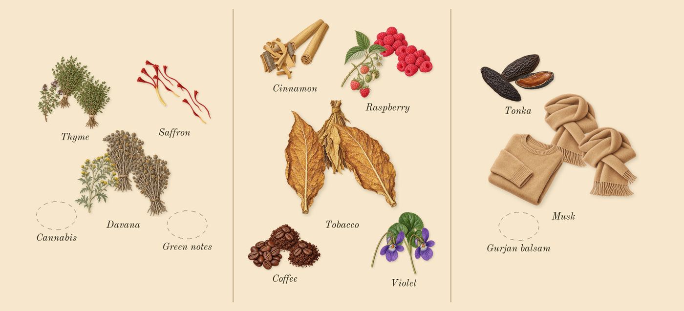 Hawas Viper’s scent picture, a draft: davana, saffron, tobacco, coffee, cinnamon, violet drawn so far; dashed outlines where nothing is drawn yet