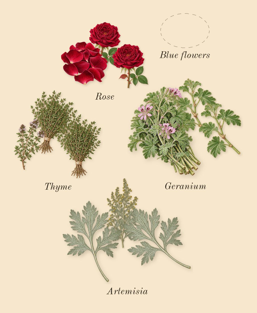 La Yuqawam Pour Homme, top notes: Rose, Geranium, Thyme, Artemisia
