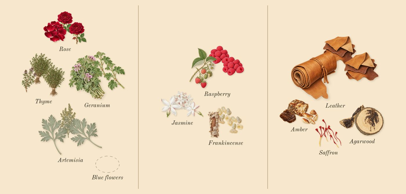 La Yuqawam Pour Homme’s scent picture, a draft: rose, geranium, frankincense, jasmine, leather glove, agarwood drawn so far; dashed outlines where nothing is drawn yet