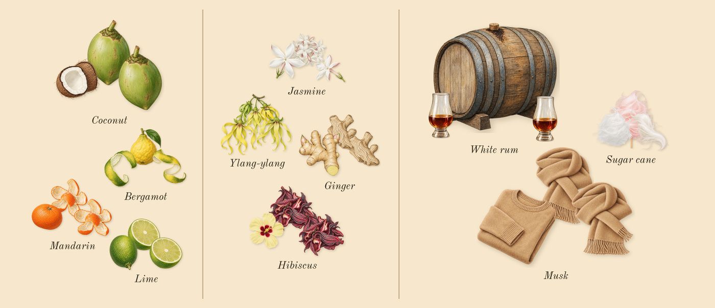 Aquatica’s scent picture, a draft: coconut, lime, bergamot, mandarin, ginger, ylang-ylang drawn so far; dashed outlines where nothing is drawn yet