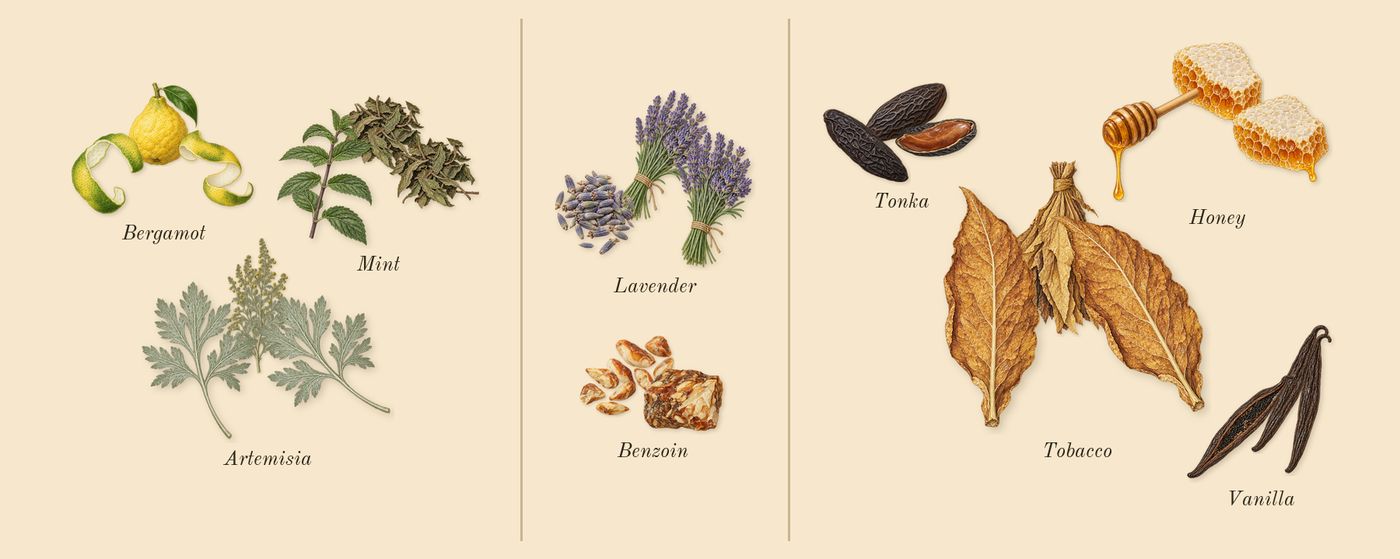 Elixir’s scent picture, a draft: bergamot, artemisia, lavender, benzoin, vanilla, tonka drawn so far; dashed outlines where nothing is drawn yet