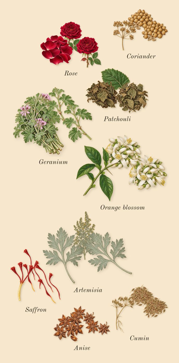 Terra, heart: Patchouli, Anise, Coriander, Artemisia, Cumin, Orange blossom, Saffron, Geranium, Rose