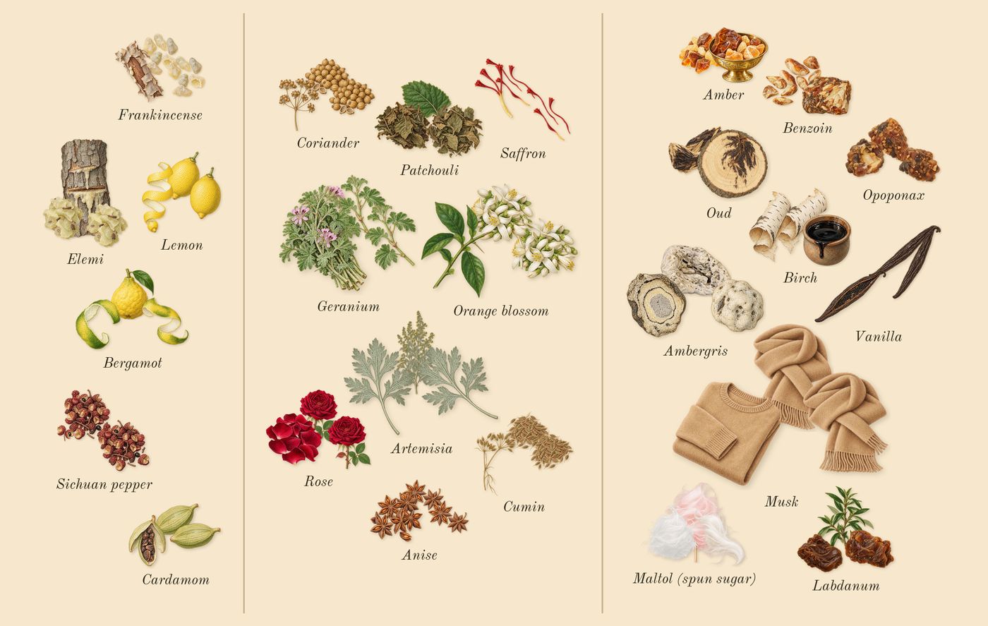 Terra’s scent picture, a draft: frankincense, cardamom, elemi, lemon, bergamot, sichuan pepper drawn so far; dashed outlines where nothing is drawn yet