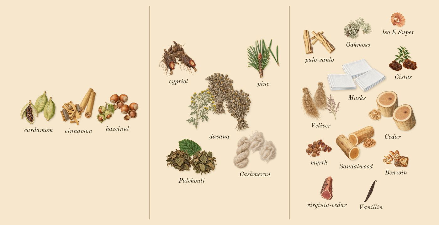 Reasons’s scent picture, a draft: cardamom, hazelnut, cinnamon, patchouli, pine, cashmeran drawn so far; dashed outlines where nothing is drawn yet