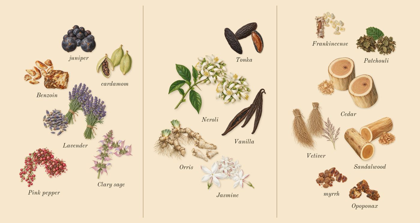 Reflection 45 Man’s scent picture, a draft: benzoin, pink pepper, clary sage, lavender, cardamom, juniper drawn so far; dashed outlines where nothing is drawn yet