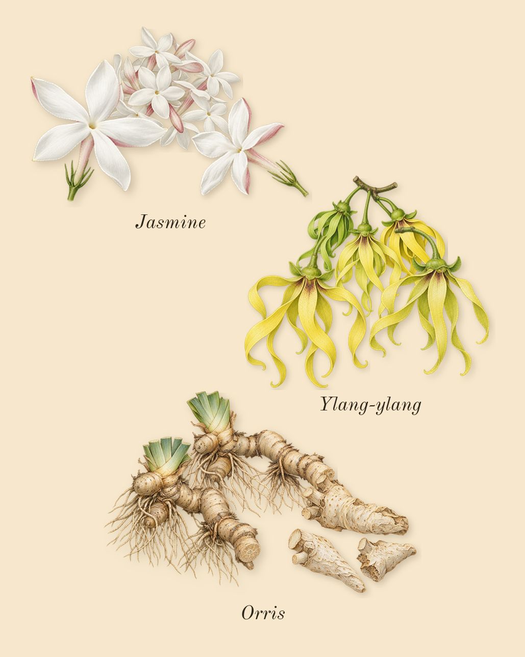 Reflection Man, heart: Orris, Jasmine, Ylang-ylang
