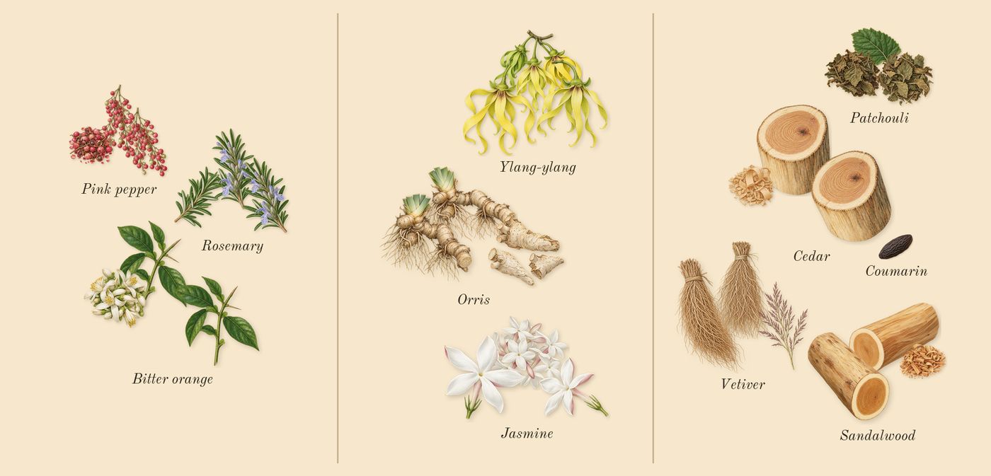 Reflection Man’s scent picture, a draft: rosemary, pink pepper, bitter orange, orris, jasmine, ylang-ylang drawn so far; dashed outlines where nothing is drawn yet