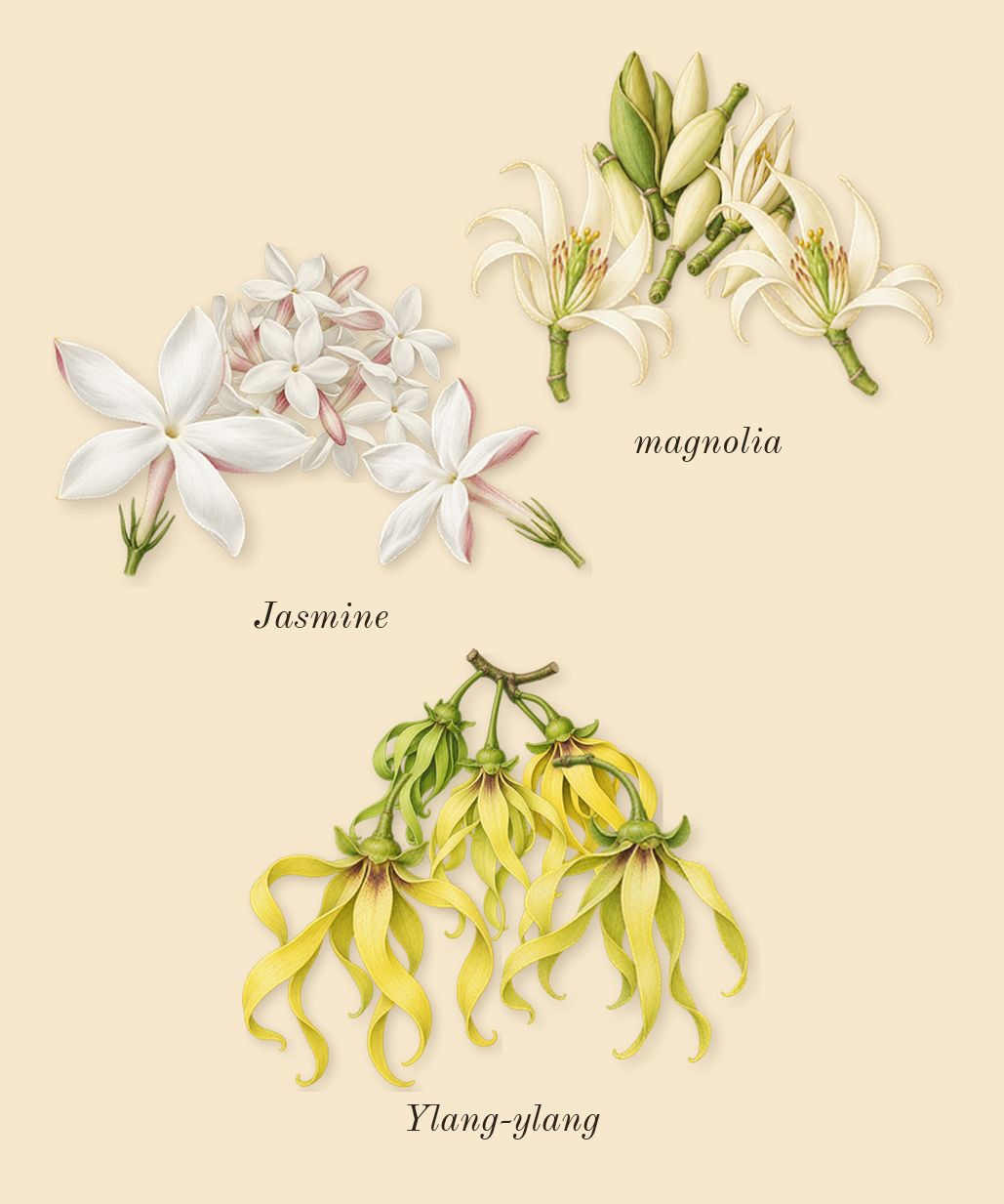 Reflection Woman, heart: magnolia, Ylang-ylang, Jasmine