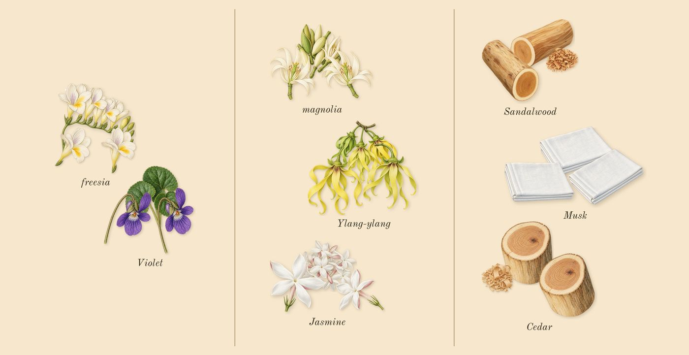 Reflection Woman’s scent picture, a draft: violet, freesia, magnolia, ylang-ylang, jasmine, musk drawn so far; dashed outlines where nothing is drawn yet