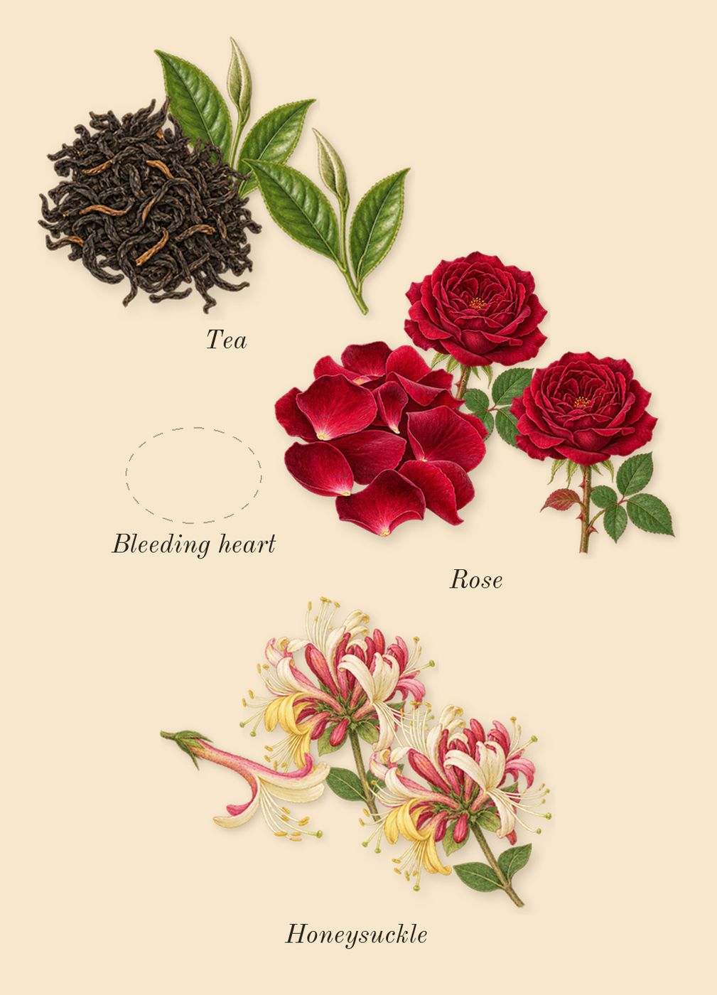 Little Flower, heart: Rose, Honeysuckle, Tea, Bleeding heart