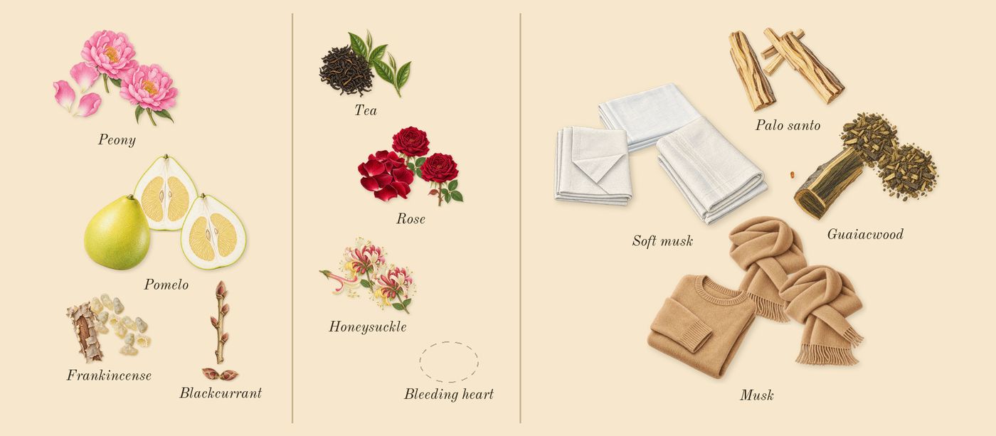Little Flower’s scent picture, a draft: blackcurrant, pomelo, peony, rose, honeysuckle, tea drawn so far; dashed outlines where nothing is drawn yet