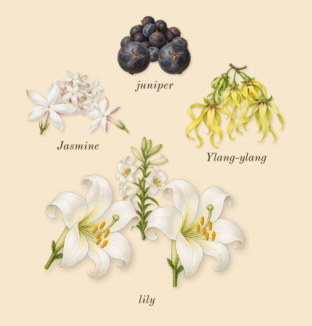 Remain, heart: lily, Ylang-ylang, juniper, Jasmine