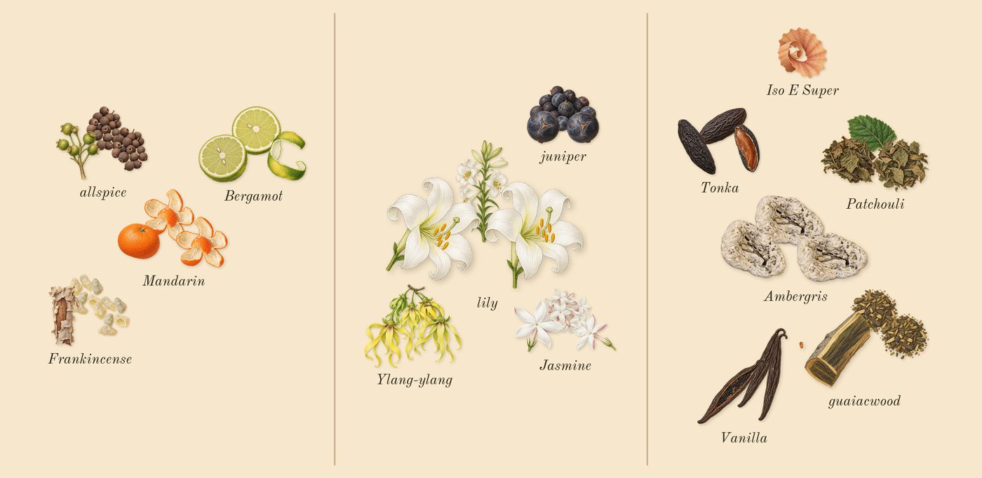 Remain’s scent picture, a draft: frankincense, mandarin, allspice, bergamot, lily, ylang-ylang drawn so far; dashed outlines where nothing is drawn yet