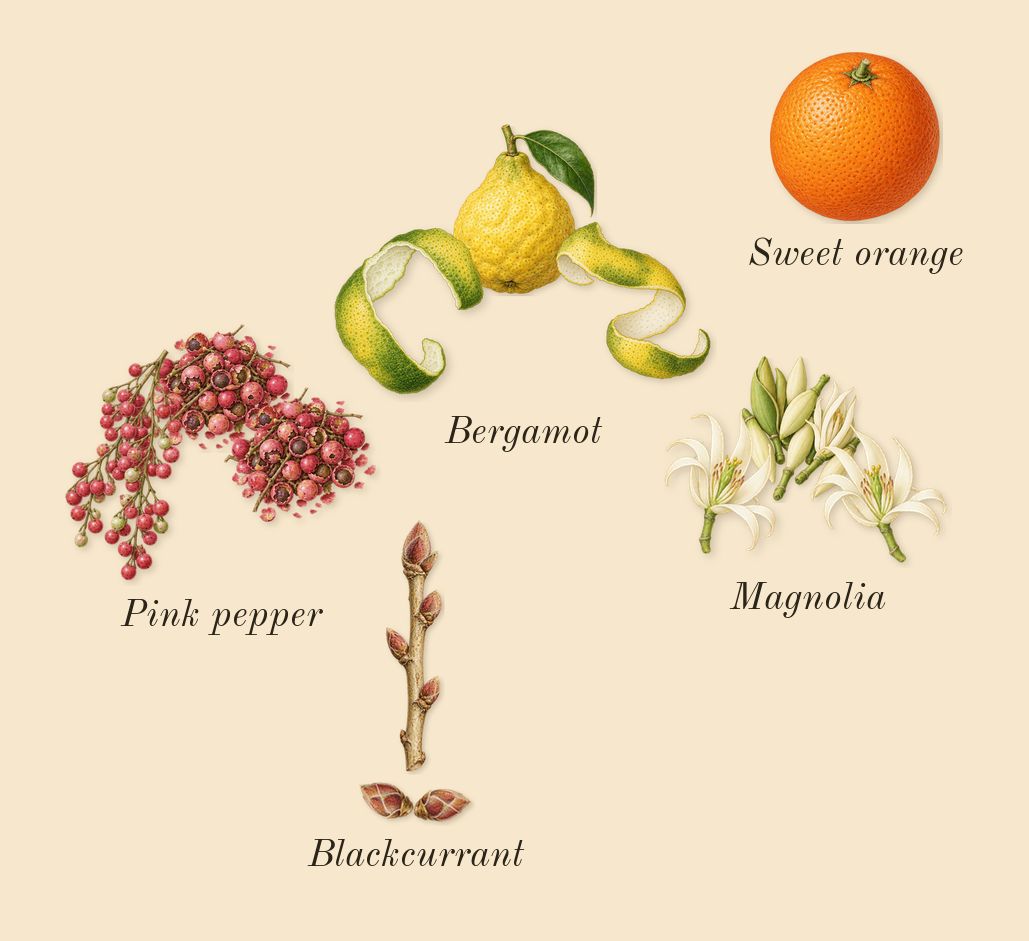 Serpentine, top notes: Pink pepper, Bergamot, Blackcurrant, Magnolia, Sweet orange