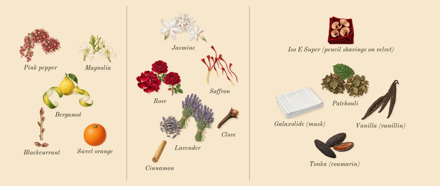 Serpentine’s scent picture, a draft: pink pepper, bergamot, blackcurrant, jasmine, lavender, saffron drawn so far; dashed outlines where nothing is drawn yet