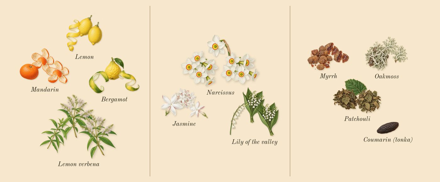 Eau de Rochas’s scent picture, a draft: bergamot, mandarin, lemon, lemon verbena, narcissus, jasmine drawn so far; dashed outlines where nothing is drawn yet