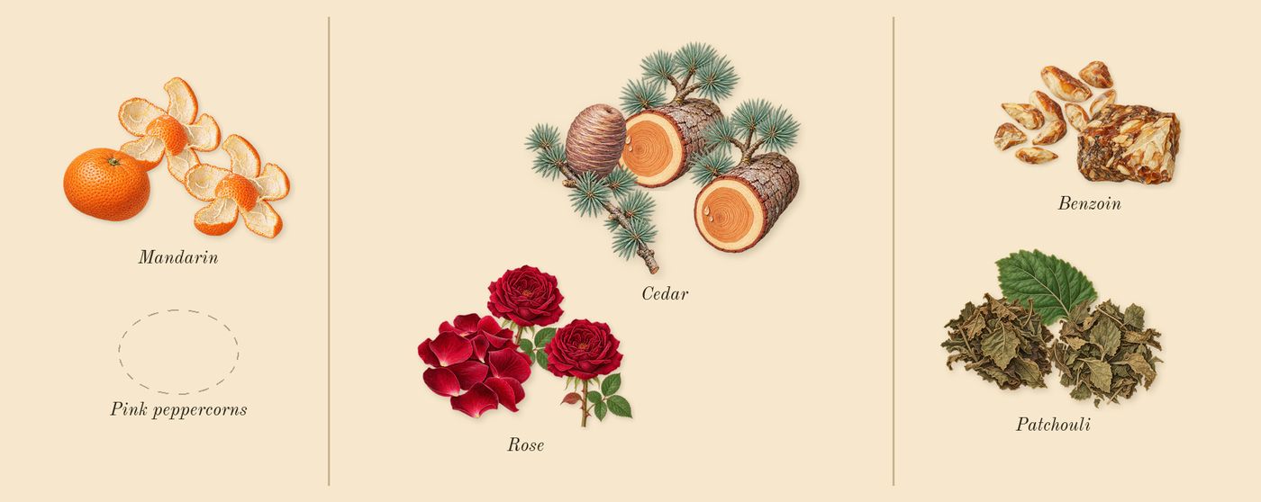 Moustache’s scent picture, a draft: mandarin, rose, cedar, patchouli, benzoin drawn so far; dashed outlines where nothing is drawn yet