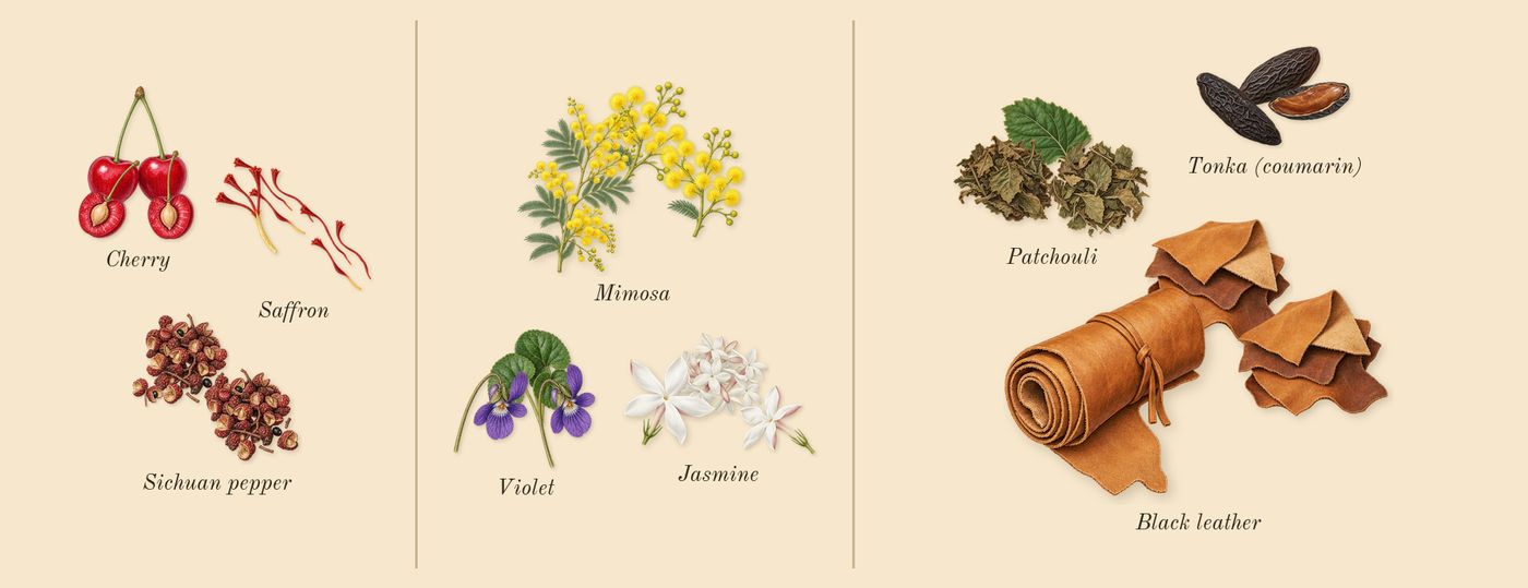 Cherry Punk’s scent picture, a draft: cherry, saffron, sichuan pepper, violet, jasmine, mimosa drawn so far; dashed outlines where nothing is drawn yet