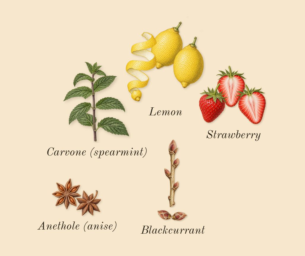 Love-O-Matic, top notes: Strawberry, Blackcurrant, Lemon, Anethole (anise), Carvone (spearmint)
