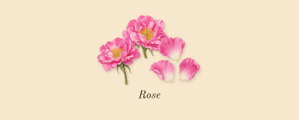 Rose Aqor, top notes: Rose