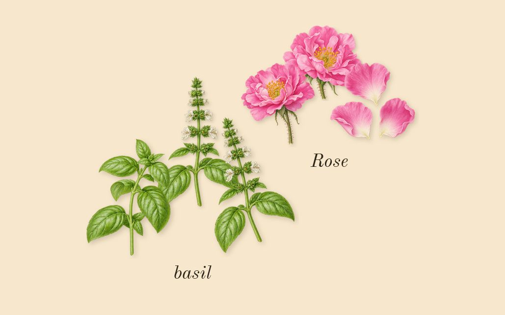 Santal Sohar, top notes: basil, Rose
