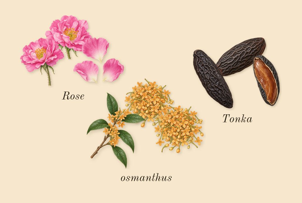 Sequence, heart: Rose, osmanthus, Tonka