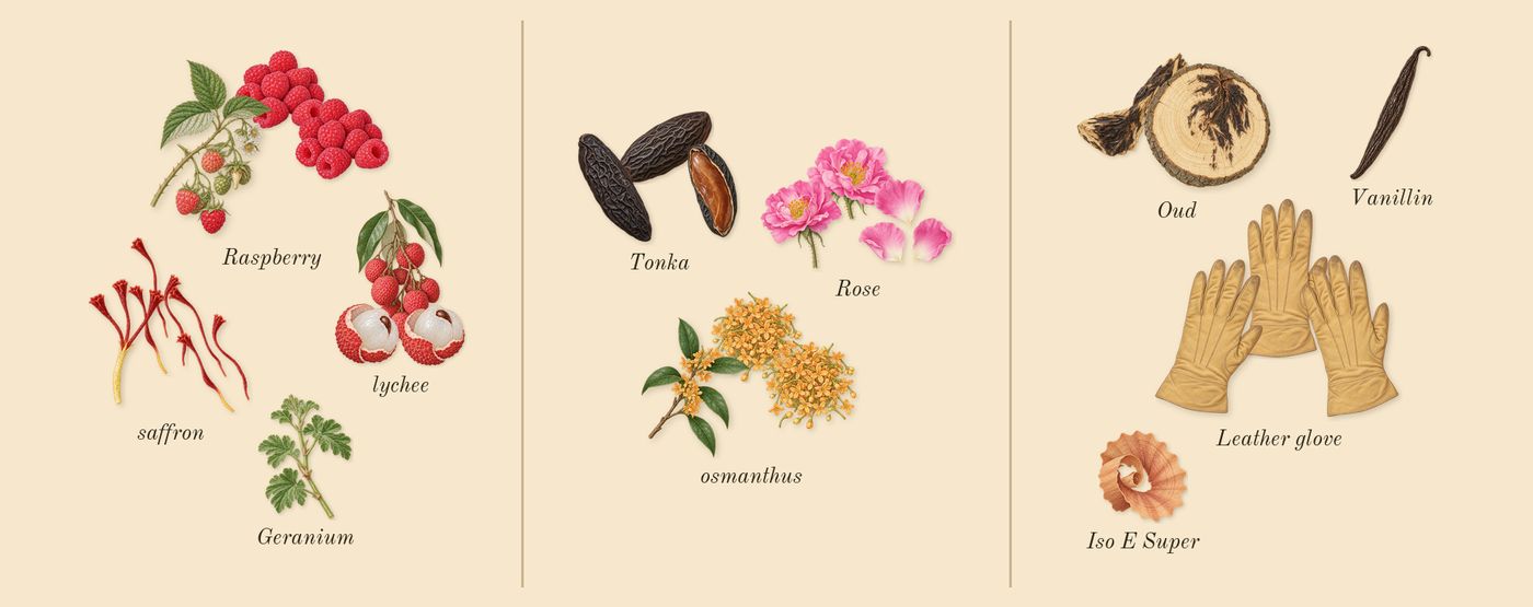 Sequence’s scent picture, a draft: lychee, raspberry, saffron, rose, osmanthus, tonka drawn so far; dashed outlines where nothing is drawn yet