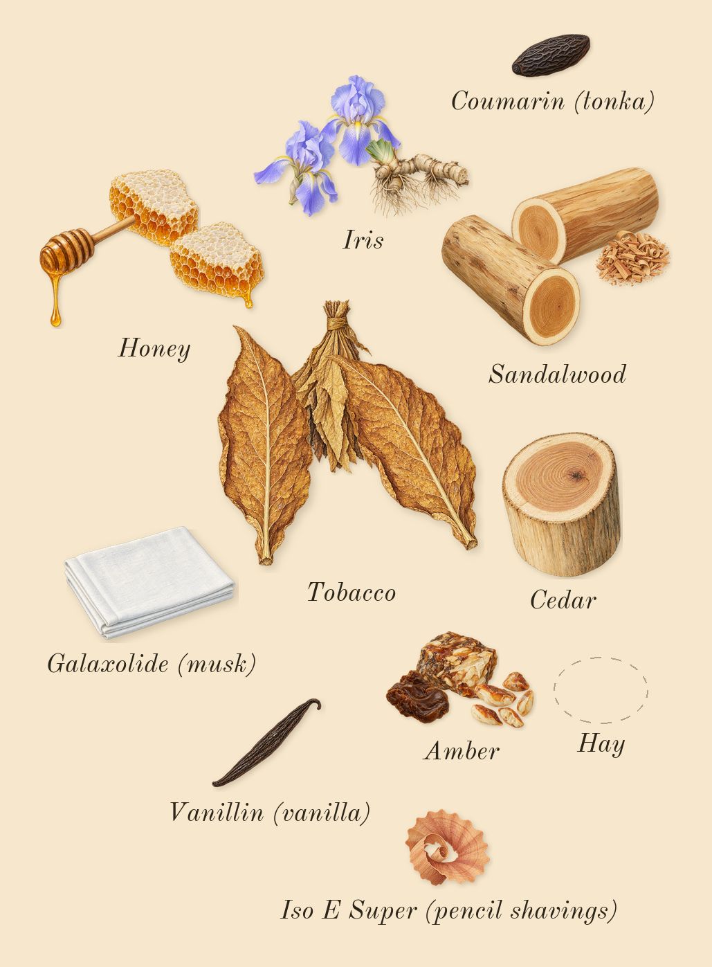 Chergui, dry-down: Amber, Honey, Tobacco, Hay, Iris, Sandalwood, Cedar, Galaxolide (musk), Iso E Super (pencil shavings), Coumarin (tonka), Vanillin (vanilla)