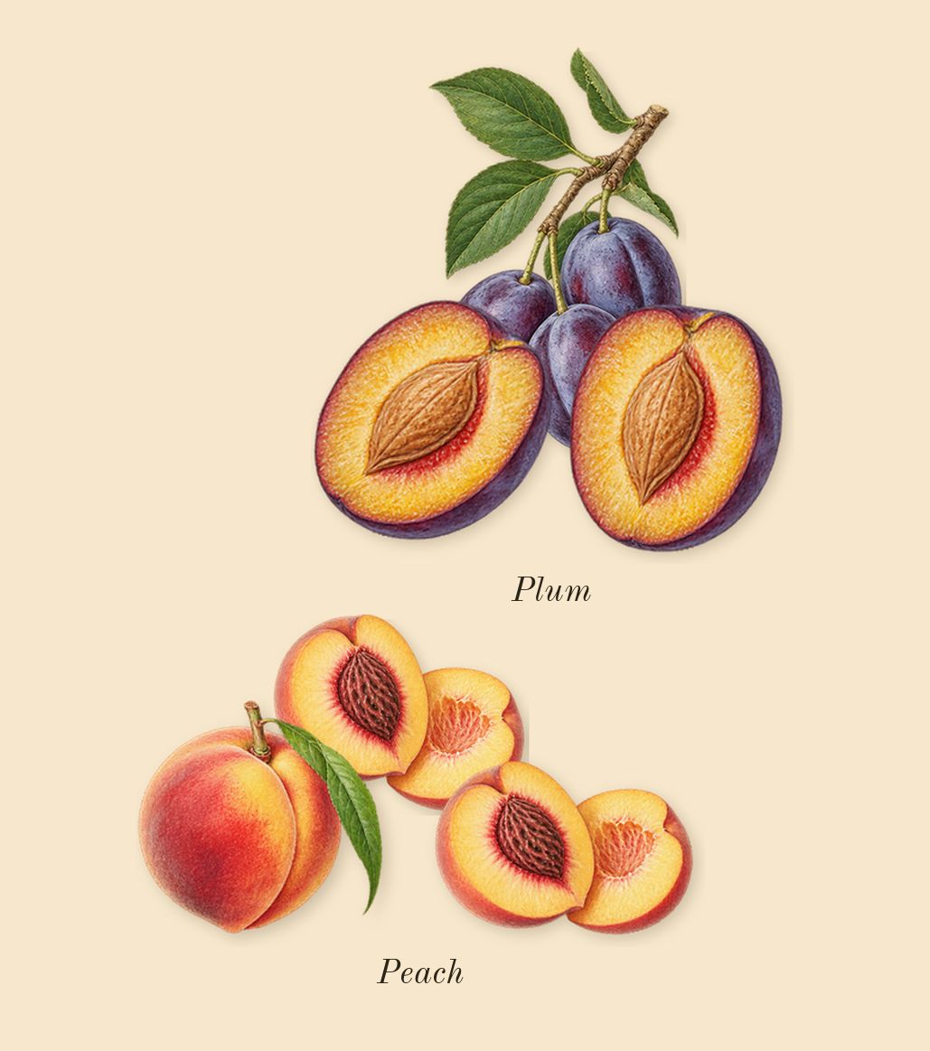 Me, top notes: Peach, Plum