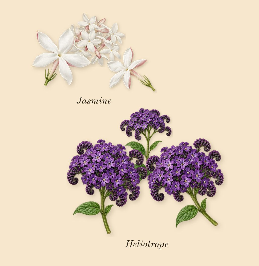 Cheirosa 62, heart: Heliotrope, Jasmine