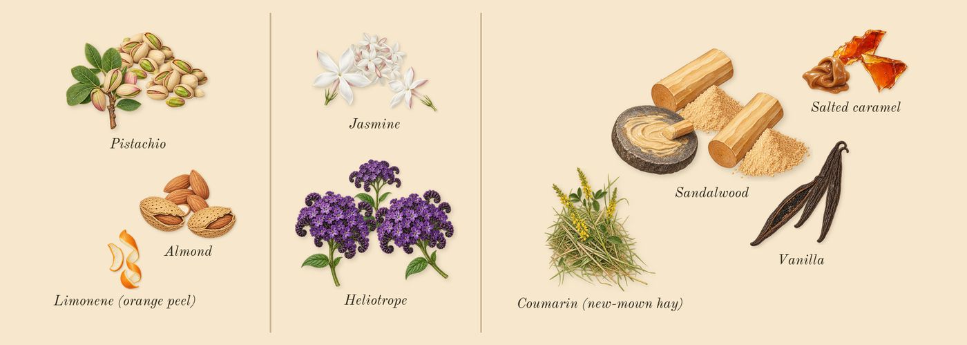 Cheirosa 62’s scent picture, a draft: pistachio, almond, heliotrope, jasmine, vanilla, salted caramel drawn so far; dashed outlines where nothing is drawn yet