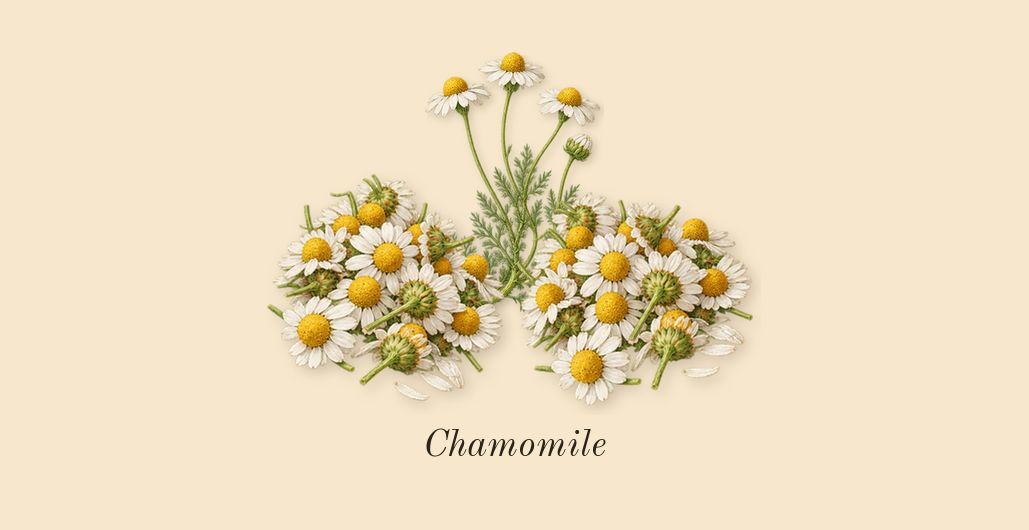 In Dreams and Fairy Tales, top notes: Chamomile