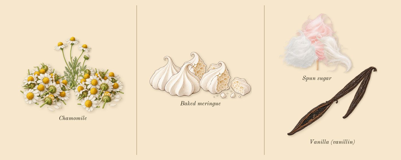 In Dreams and Fairy Tales’s scent picture, a draft: baked meringue, vanilla (vanillin), spun sugar, chamomile drawn so far; dashed outlines where nothing is drawn yet
