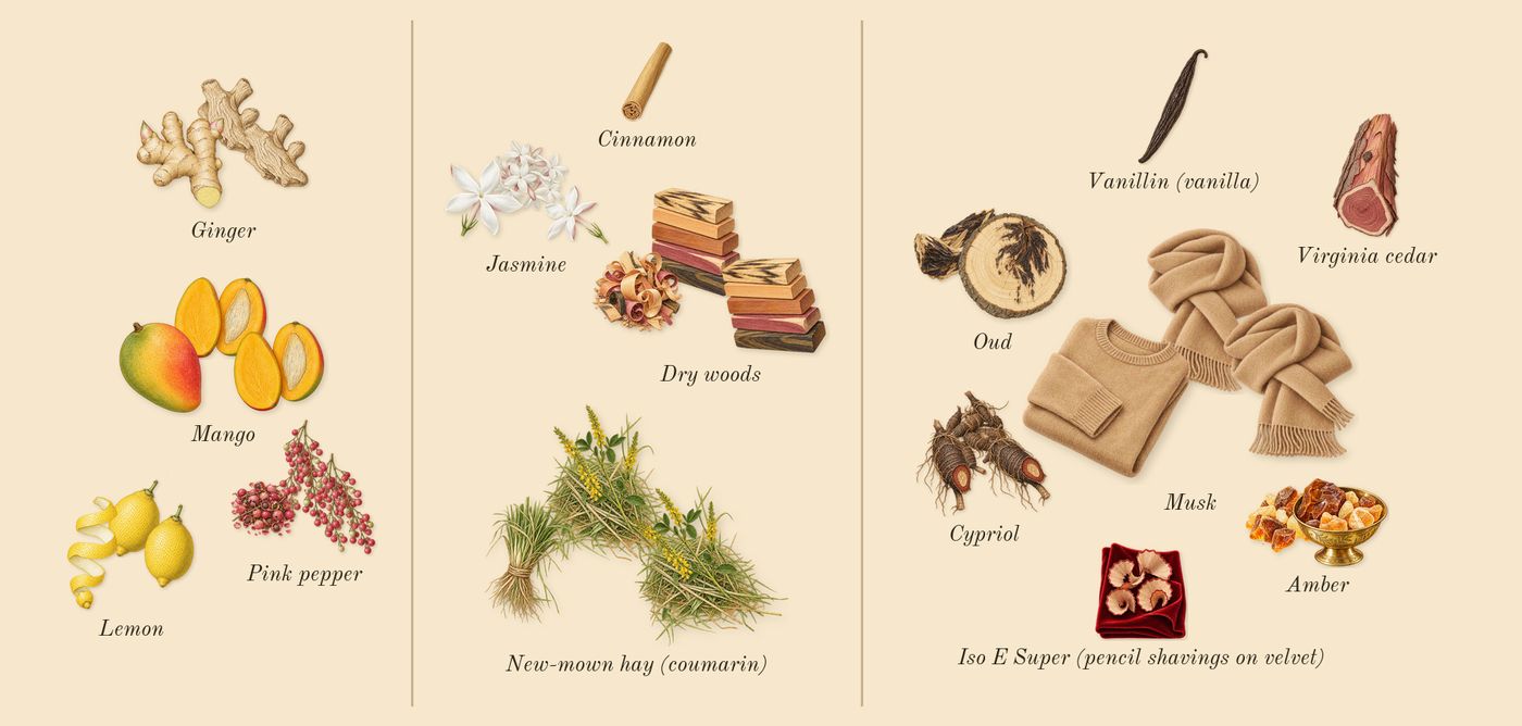 God of Fire’s scent picture, a draft: mango, lemon, pink pepper, ginger, new-mown hay (coumarin), jasmine drawn so far; dashed outlines where nothing is drawn yet
