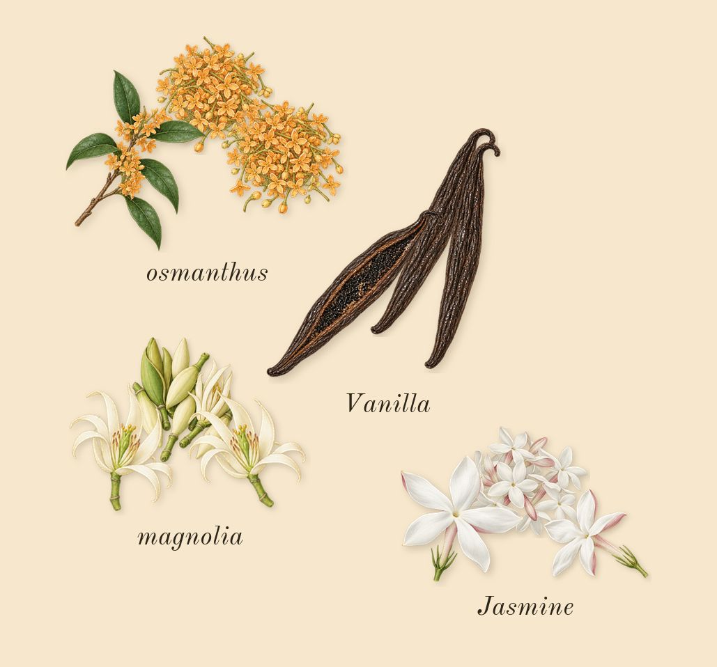 Sunshine Woman, heart: osmanthus, Jasmine, Vanilla, magnolia